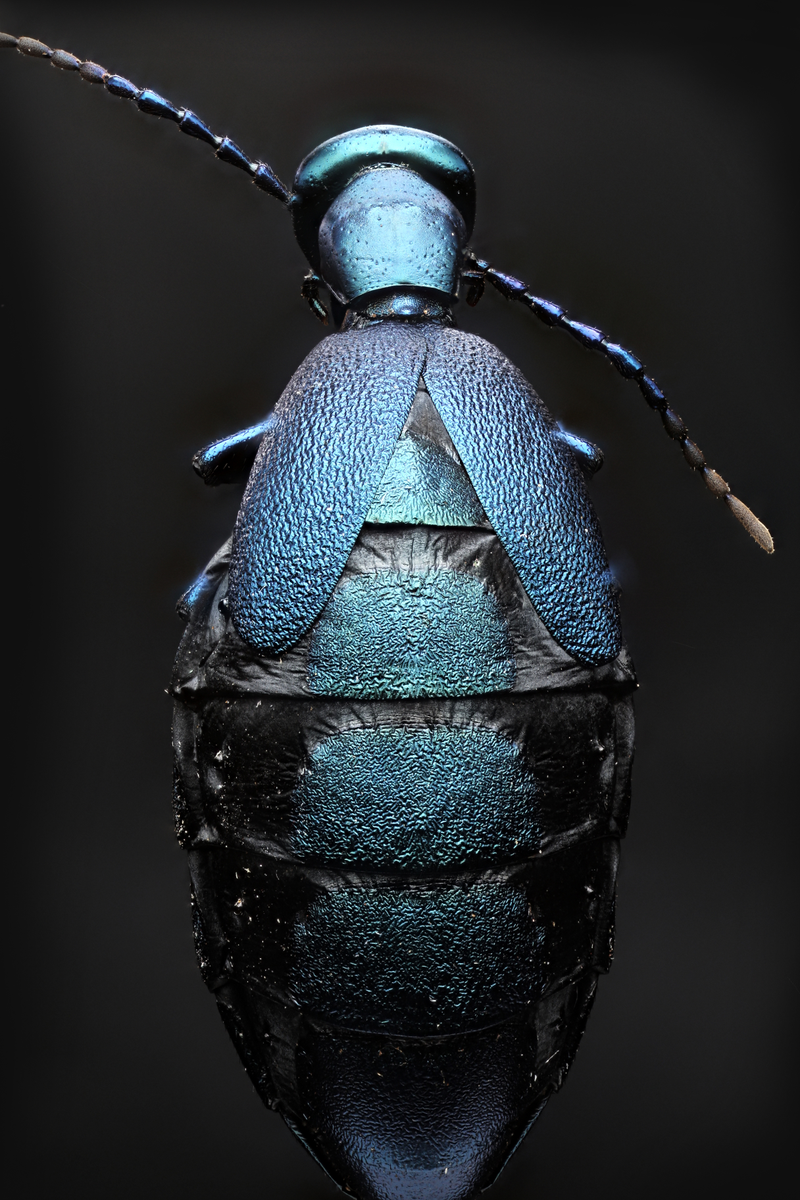 Illustration for article titled I've never seen macroscopic images as incredibly sharp as these ones